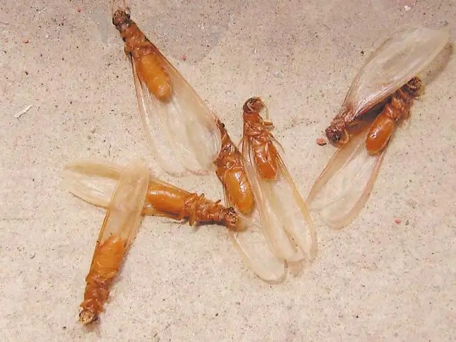 1684225184673959.jpg 白蚁.webp (1).jpg